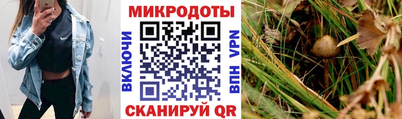 Купить  Онега  Галлюциногенные грибы Cubensis 